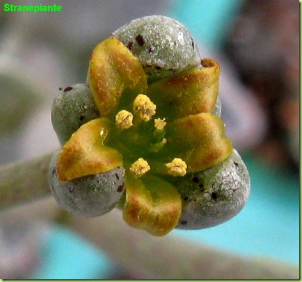 Lenophyllum guttatum fiore