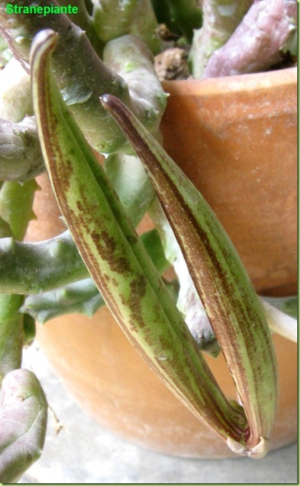 Orbea variegata follicolo