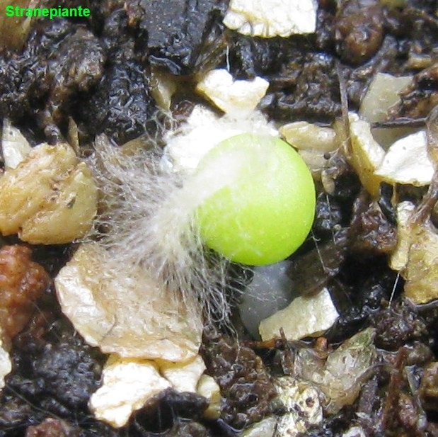 [Ariocapus kotschoubeyanus seedling[3].jpg]