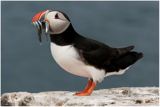 [PUFFIN WITH SAND EELS[2].jpg]