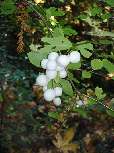 snowberry flickr by ngawanqchodron copy