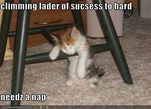 funny-pictures-kitten-climbs-the-ladder-of-success1