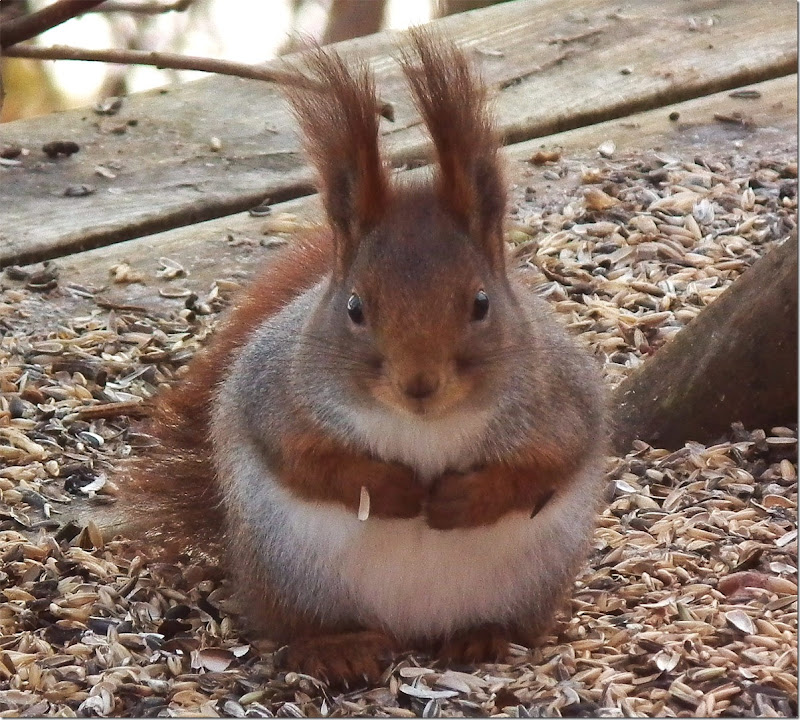 gallnas-squirrel-2011