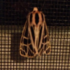 Parthenice Tiger Moth