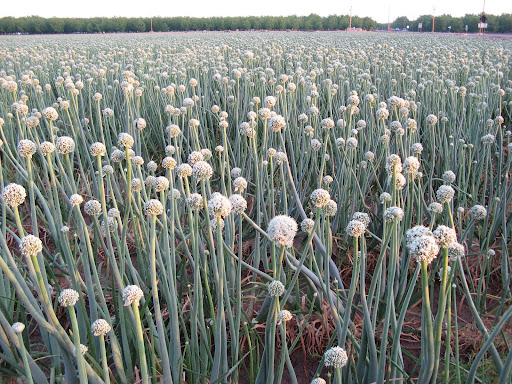 Scallions Green Onions