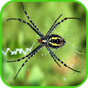Spider Wallpaper mobile app icon