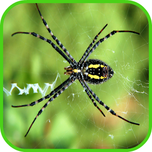 Spider Wallpaper 1.0