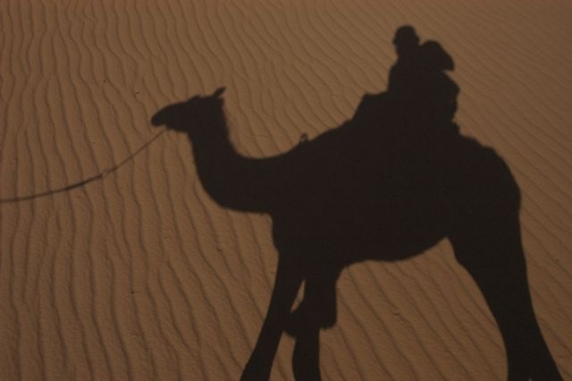 [Camel shadow[3].jpg]