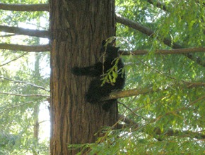 we saw two baby bears running across the road and then this one ran up a tree right by the road