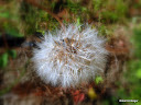 soft%20focus%20dl.jpg
