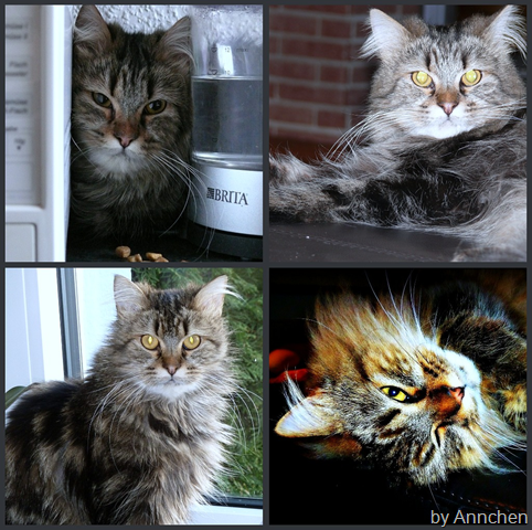 [Baba-Collage 2010.png]