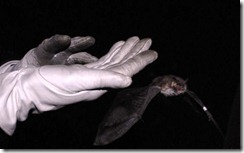 Natterer's Bat released by Tom (photo by Mark Hows)