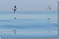 Fork-tailed Petrels
