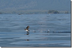 Rhinoceros Auklet