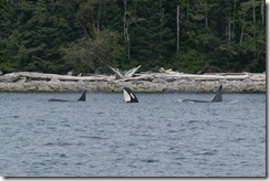 Orcas