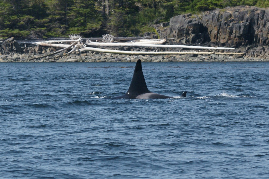 [17_4_Orcas (9)[3].jpg]