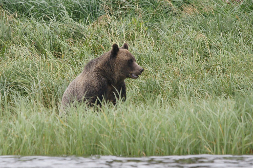 [19_03_Bears (2)[3].jpg]