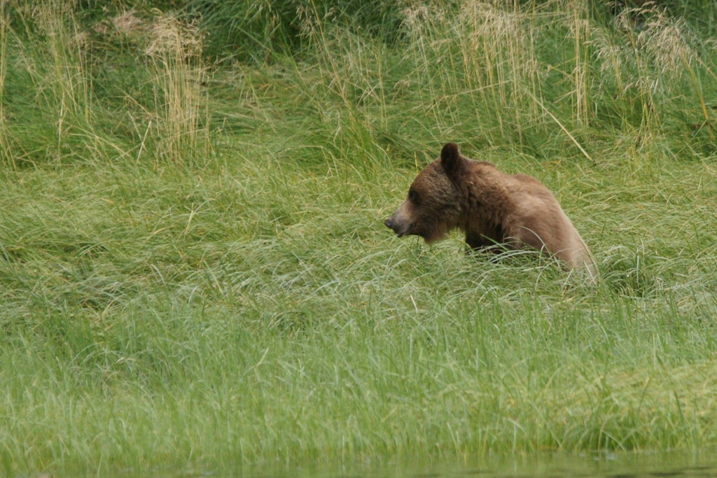 [19_03_Bears (4)[3].jpg]