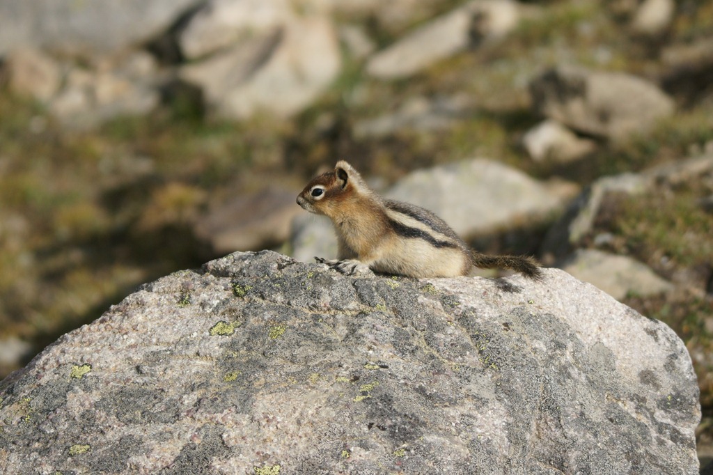 [24_10_GoldenMantledGroundSquirrel[3].jpg]