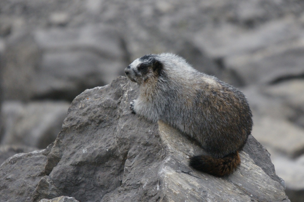 [24_01_HoaryMarmot (1)[3].jpg]