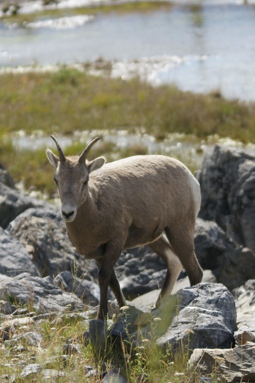 [25_03_BigHornedSheep (3)[4].jpg]