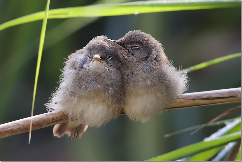 Cuddling Reed Warblers by Dennis Rademaker