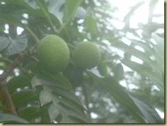 mangos at Eden