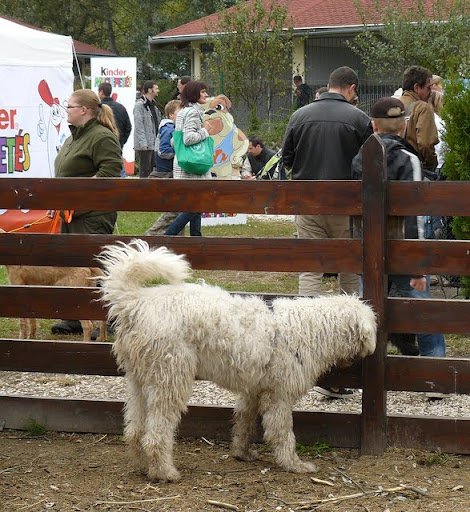 rex%20093.jpg