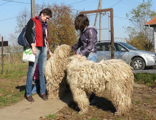 kulcsi%20komisz%20%C3%A9s%20lovagl%C3%A1s%20009.jpg