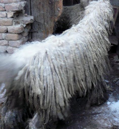 sz%C3%BClinap%20115.jpg