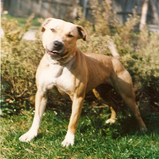 Lola.jpg