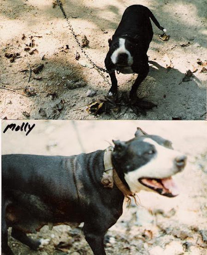 ABERNATHY%27S%20MOLLY%20ROM.jpg