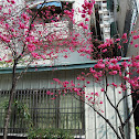 cherry blossoms in Taiwan
