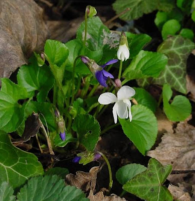 Viola odorata,
banafsha,
English violet,
florist's violet,
garden violet,
nioi-sumire,
sweet violet,
Viola mammola,
Violette Des Jardins
