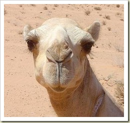 Camel_Jordanian_Desert