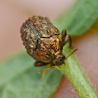 warty leaf beetle