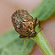 warty leaf beetle