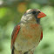 Northern Cardinal