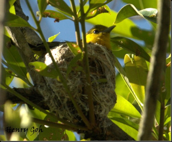 Nesting Oriole 7