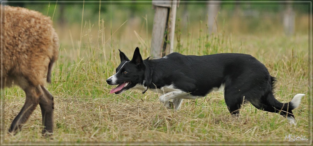 DSC_9614escomp.jpg