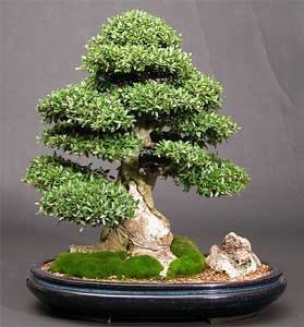 [ilex-crenata-bonsai[2].jpg]