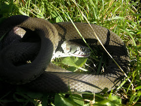 Snake in the grass Snake in the grass