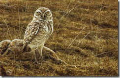 burrowingowl