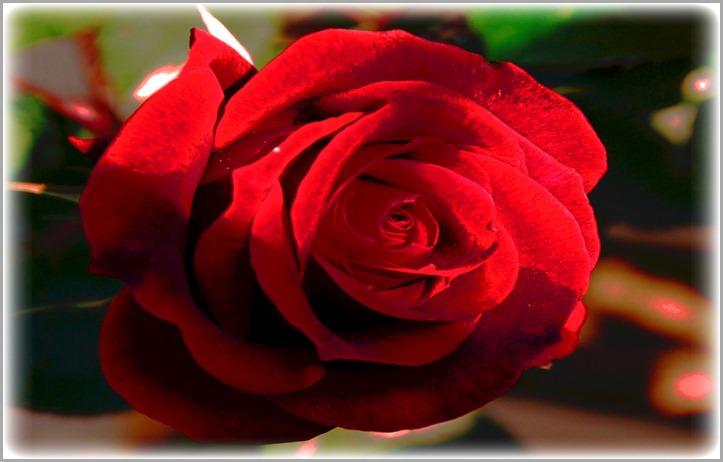 A τριαντάφυλλο, είσαι γεια__A rose, you are hi