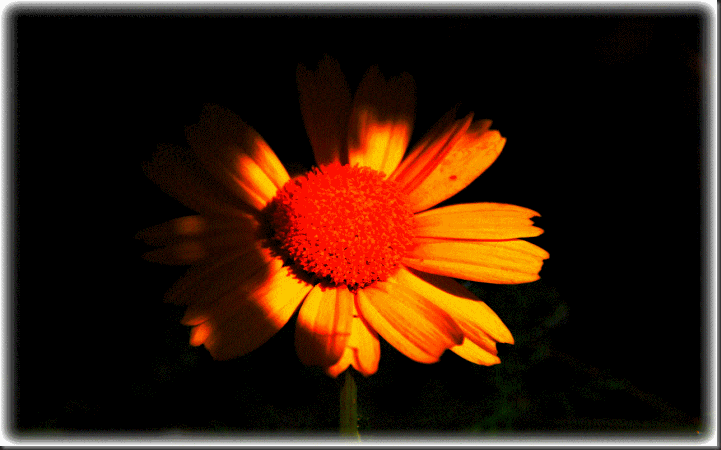 Μια μαργαρίτα στο σκοτάδι - A daisy in the dark