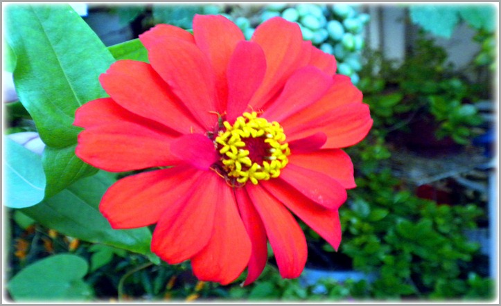 Καλημέρα με ένα όμορφο λουλούδι. - Good morning to a beautiful flower.