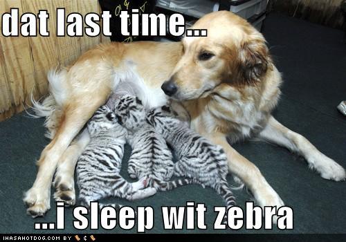 funny-dog-pictures-dog-will-not-sleep-with-zebra-again.jpg