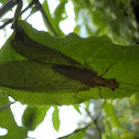 黃石蛉Protohermes grandis