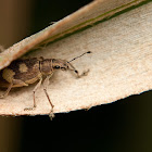 Spotted Weevil