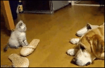 [1zg9wcy.jpg[3].gif]